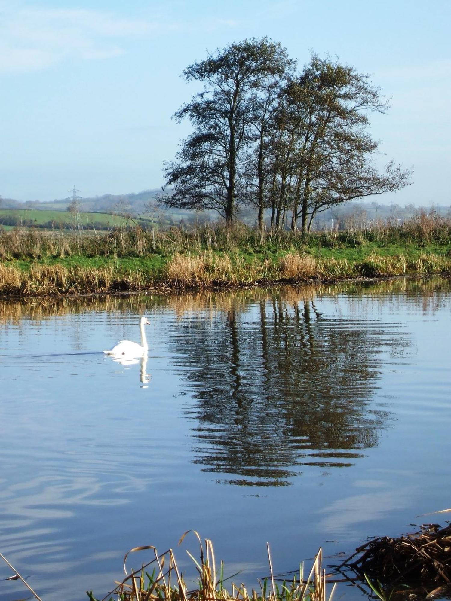 The Bower Inn Bridgwater Esterno foto Swans on the River Wye